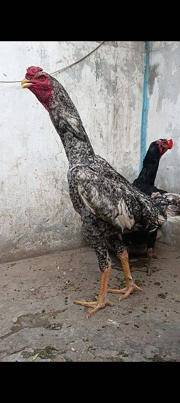 Oshamo chicks available top quality 0
