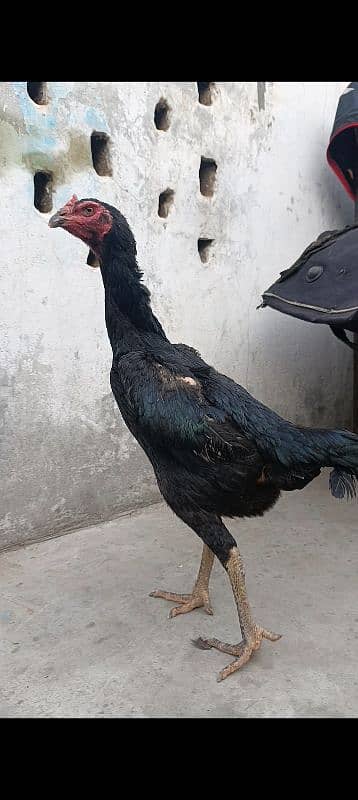 Oshamo chicks available top quality 1