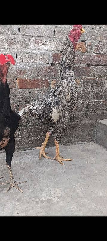 Oshamo chicks available top quality 2