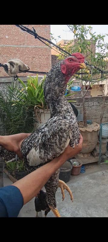 Oshamo chicks available top quality 4