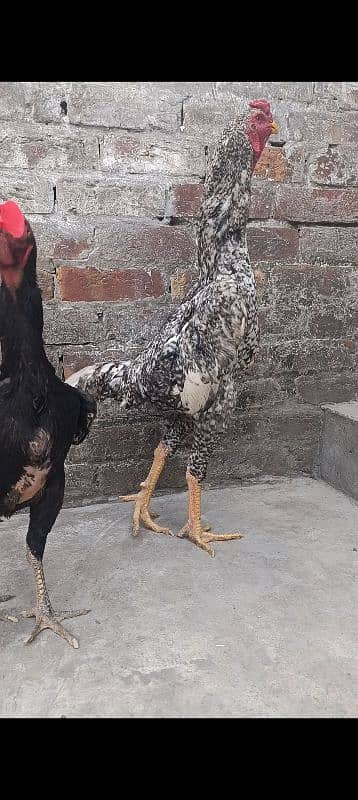 Oshamo chicks available top quality 6
