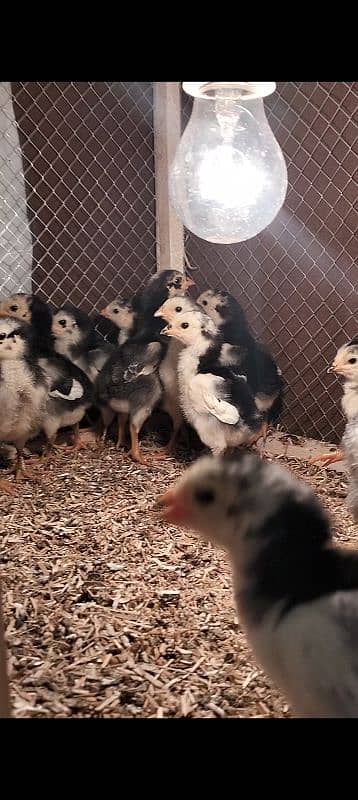 Oshamo chicks available top quality 7