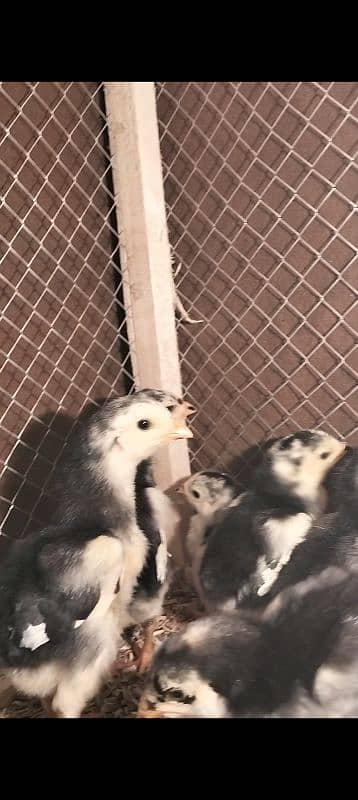 Oshamo chicks available top quality 8