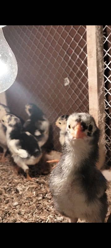 Oshamo chicks available top quality 9