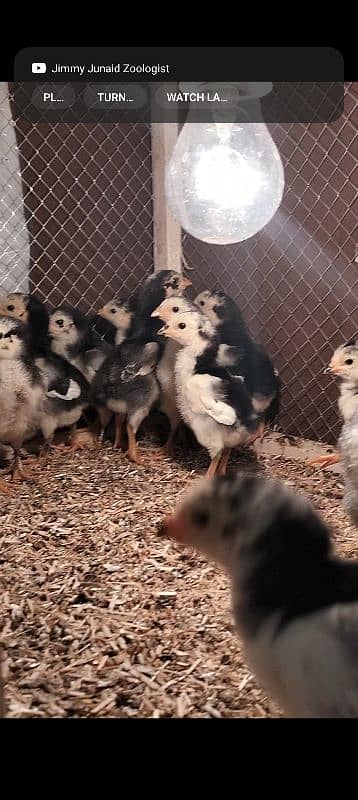 Oshamo chicks available top quality 10