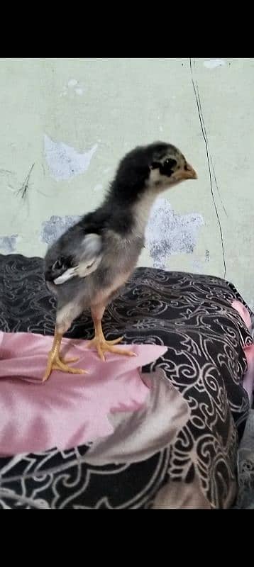 Oshamo chicks available top quality 11