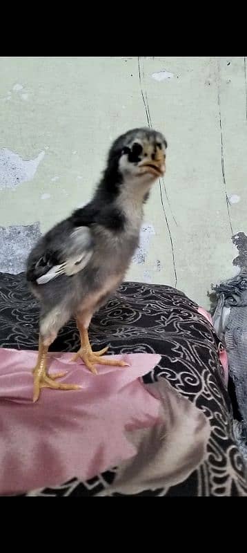 Oshamo chicks available top quality 12