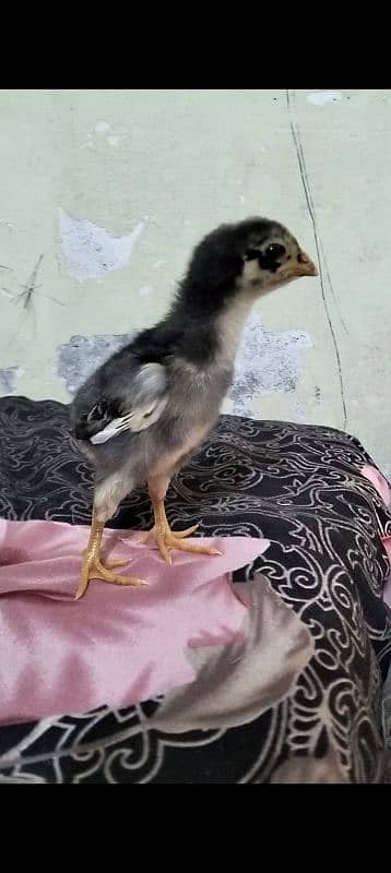Oshamo chicks available top quality 13