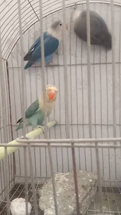 parublue