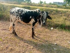 qurbani
