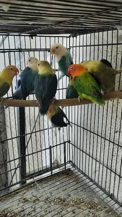 11 Love birds babies and 9 adult pcs available for sale