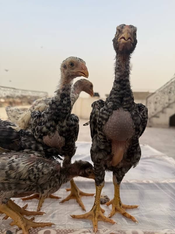 shamo chicks for sale age 45 days 13