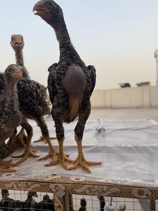 shamo chicks for sale age 45 days 14