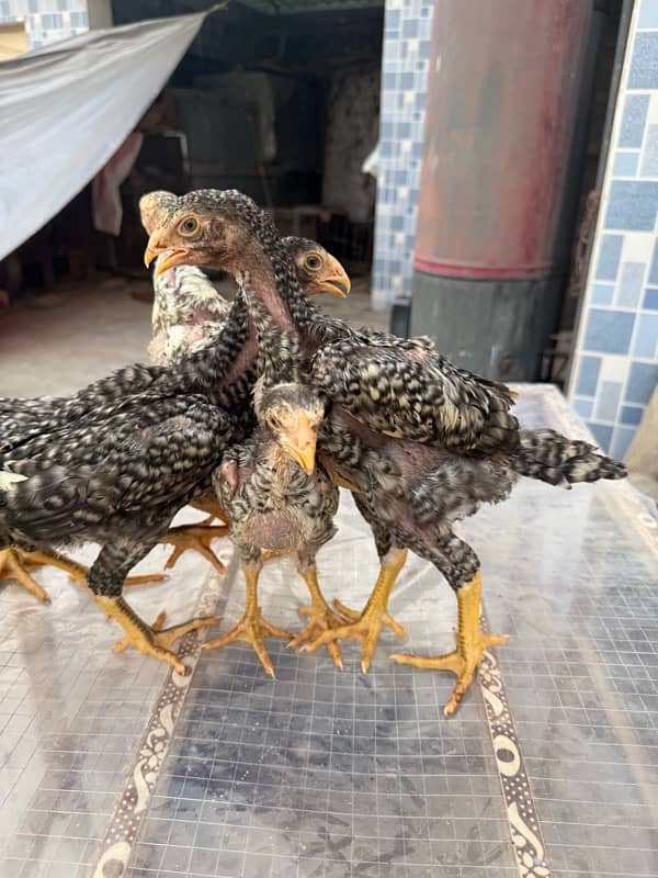 shamo chicks for sale age 45 days 16
