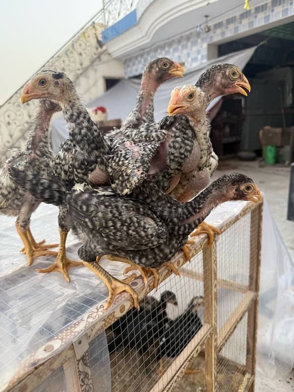 shamo chicks for sale age 45 days 18
