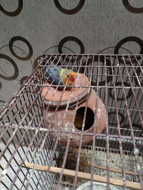 Love bird parrot 2 pair with cage 0