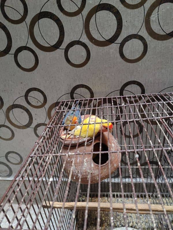 Love bird parrot 2 pair with cage 1