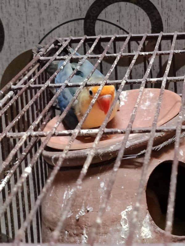 Love bird parrot 2 pair with cage 2