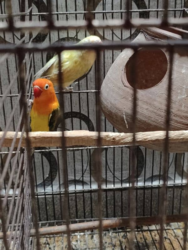 Love bird parrot 2 pair with cage 3