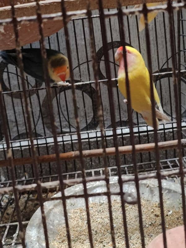 Love bird parrot 2 pair with cage 4