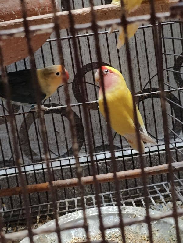 Love bird parrot 2 pair with cage 5