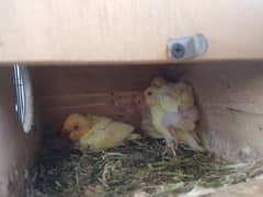 Ficher setup with chicks and cage