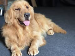 Golden Retriever Stud Male