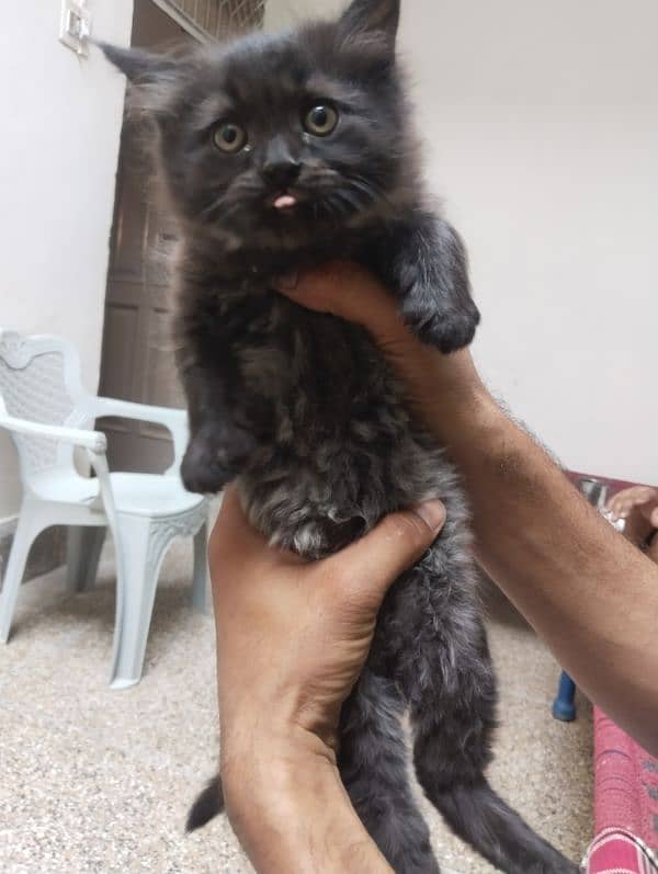 Baby Russian cat 2