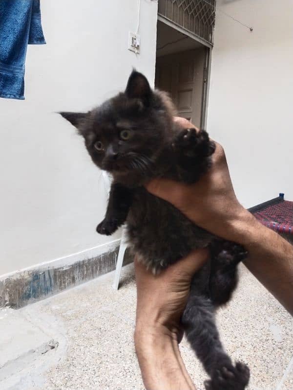 Baby Russian cat 3