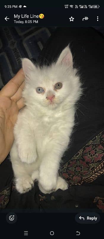 45 days Persian male kitten odd eyes