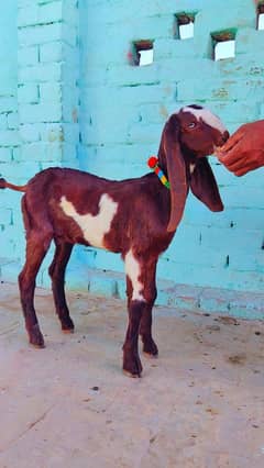 Top Quality Naagra Beetal Path For Sale at Reasonable Price
