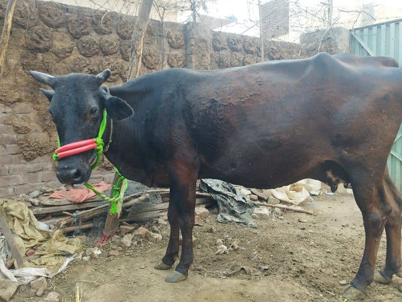 cow cross Ghaban 8 Mah gar rkhne wle milk 14kg quality cow 0