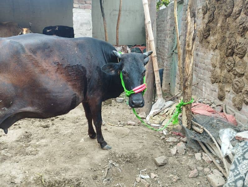 cow cross Ghaban 8 Mah gar rkhne wle milk 14kg quality cow 1