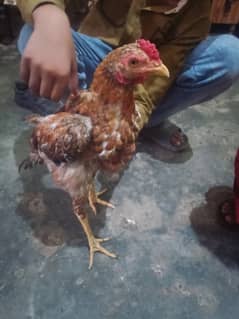 Aseel