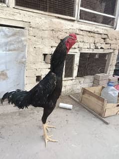 king shamo