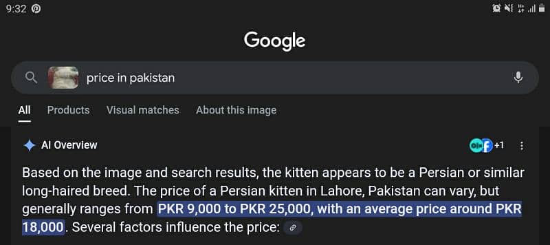 kittens for sale 1