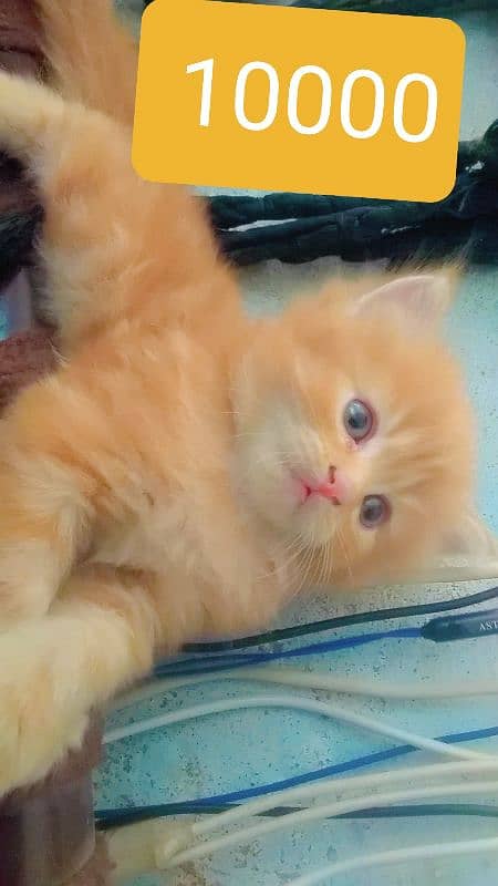 kittens for sale 2