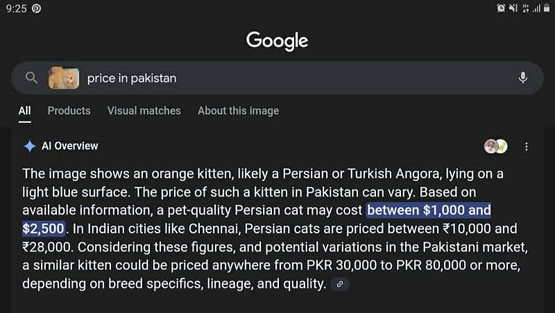 kittens for sale 3