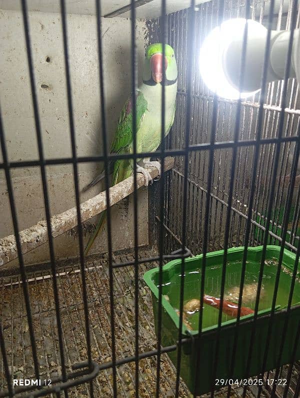 raw breeder male for sale 0