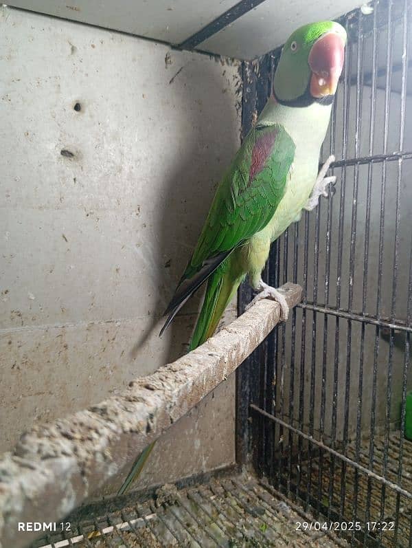 raw breeder male for sale 1