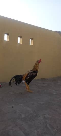 Java Aseel | Hen | Murgha For Sale | Aseel |
