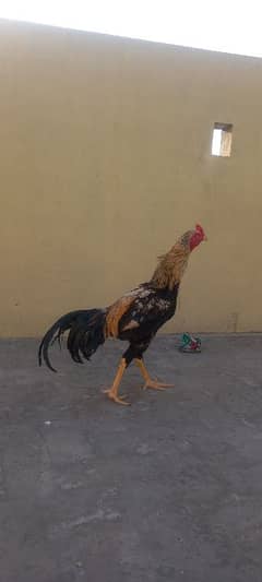 Java Aseel | Hen | Murgha For Sale | Aseel |
