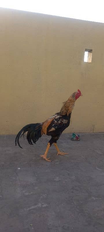 Java Aseel | Hen | Murgha For Sale | Aseel | 0