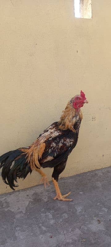 Java Aseel | Hen | Murgha For Sale | Aseel | 1