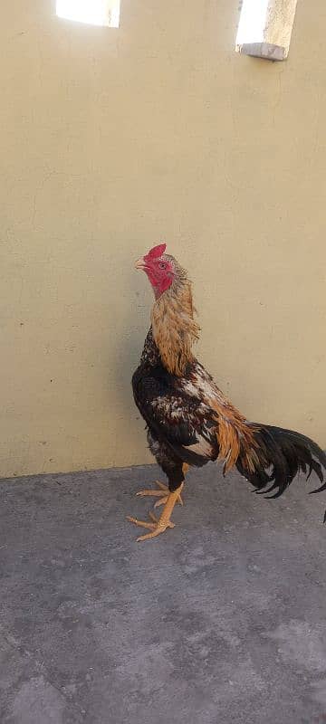 Java Aseel | Hen | Murgha For Sale | Aseel | 2