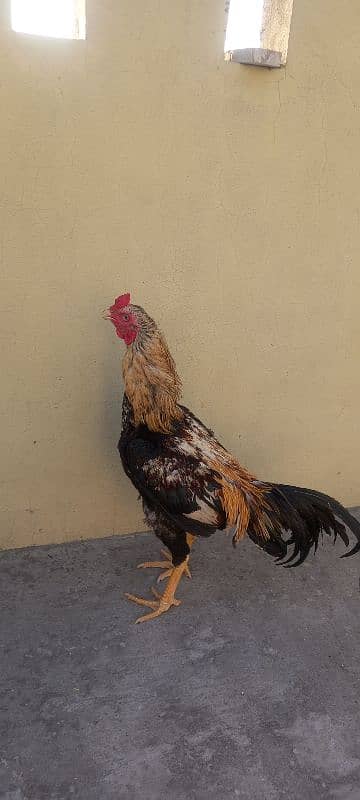 Java Aseel | Hen | Murgha For Sale | Aseel | 3