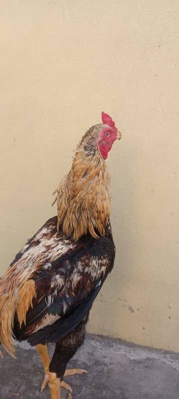 Java Aseel | Hen | Murgha For Sale | Aseel | 4