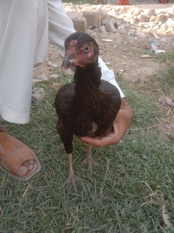 mianwali aseel 0