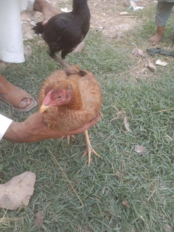 mianwali aseel 1