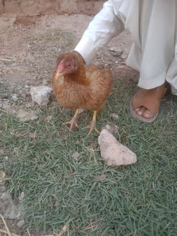 mianwali aseel 2